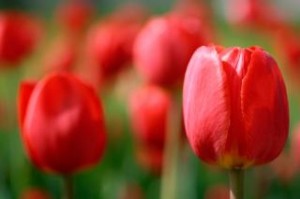 red-tulips--blur_19-133385