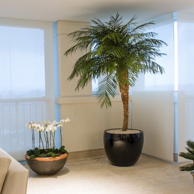 palmeira rafis dentro do apartamento